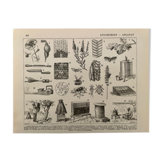 Lithographie gravure sur les abeilles de 1897 Apiculture Apiculteur Miel
