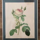 Repro P.J. Redouté, bordered coaster
