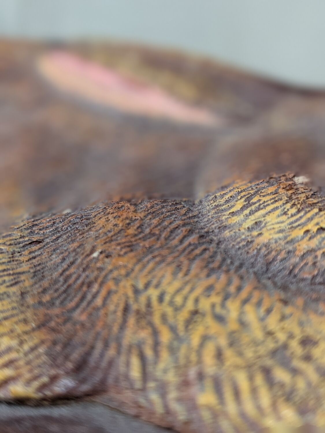 Painted cardboard rabbit box