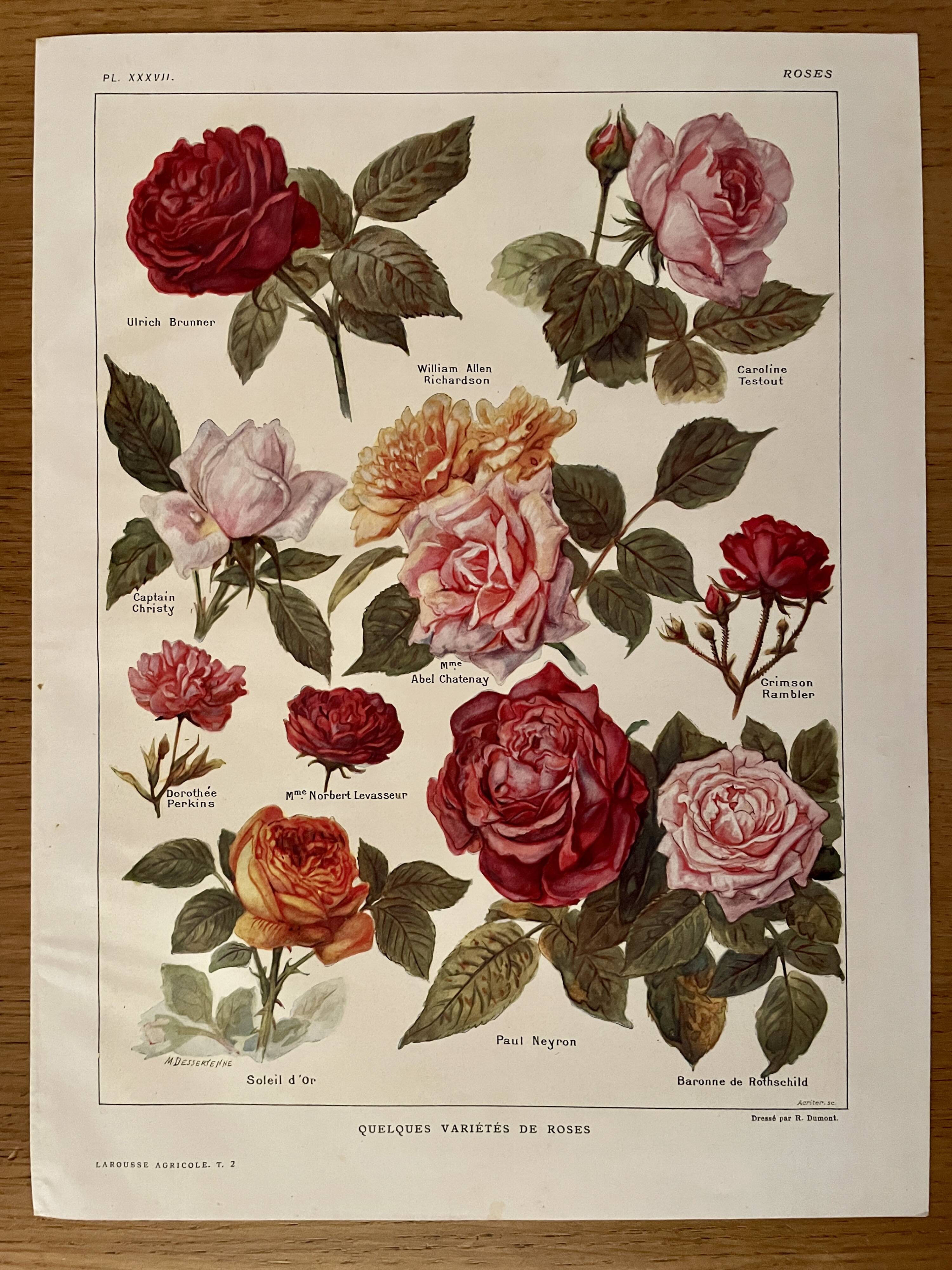 Lithograph on roses - 1920