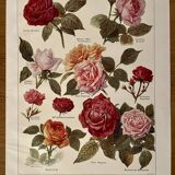 Lithograph on roses - 1920
