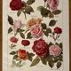 Lithograph on roses - 1920