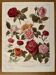 Lithograph on roses - 1920