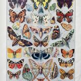Old illustration Millot "butterflies"