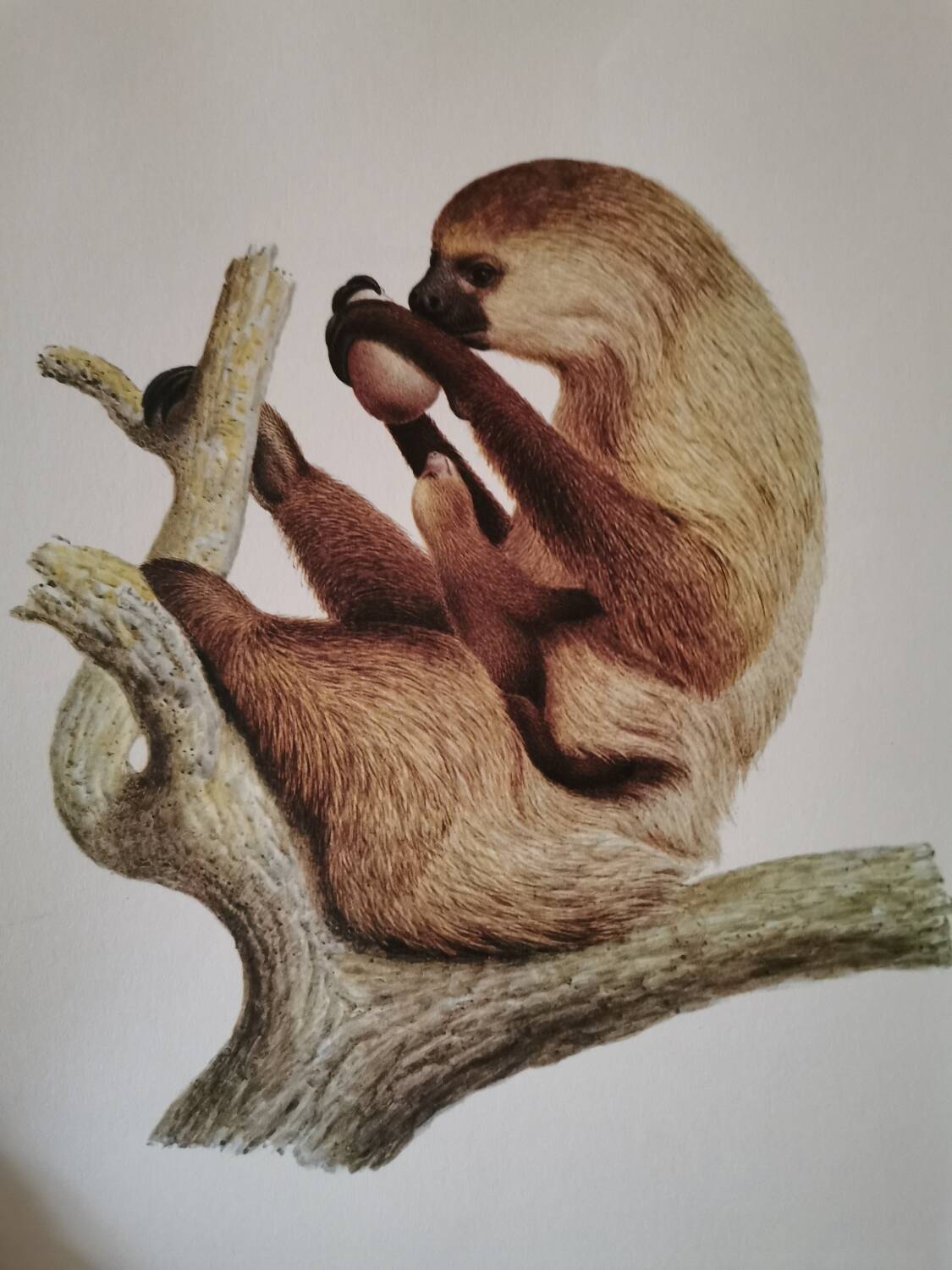 Old zoological plate