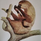 Old zoological plate