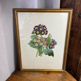 Botanical print, P-J Redouté, Bear's Ears