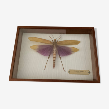 Frame under glass, naturalized insect Titanacris albipes