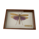 Cadre sous verre, insecte naturalisé Titanacris albipes