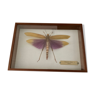 Cadre sous verre, insecte naturalisé Titanacris albipes