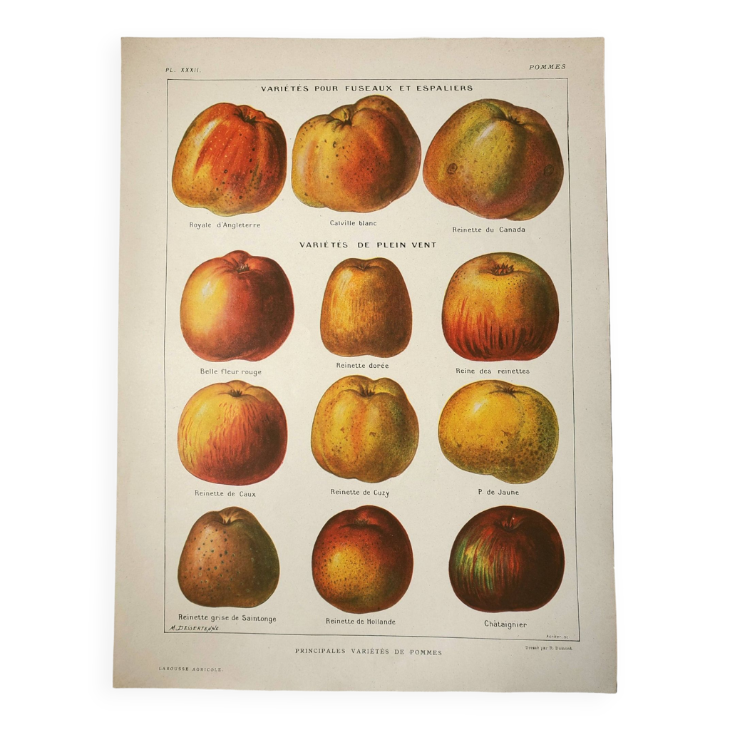 Pomme De Variete Ancienne 12 Lettres