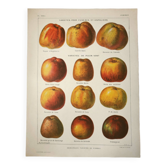 Gravure ancienne 1922, Pommes, variétés, fruits, cidre • Lithographie, Planche originale
