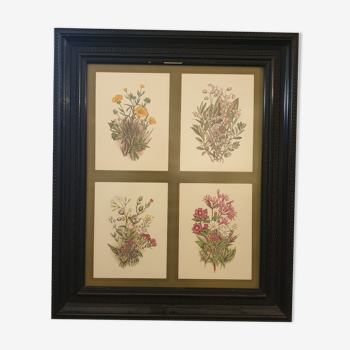 Frame botanical prints nineteenth century