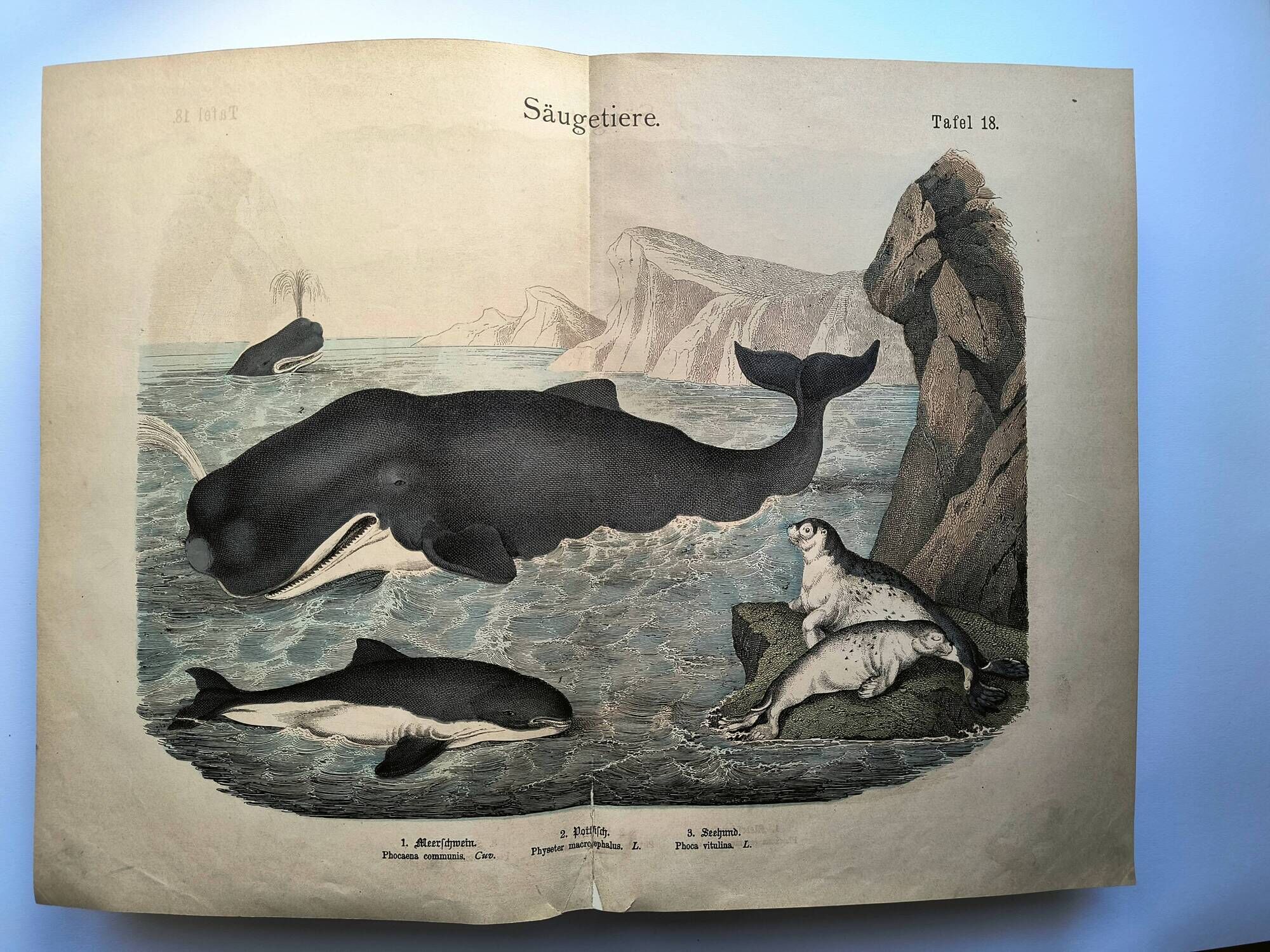 Large antique engraving, 1886 - Whale, sperm whale and seal. Lithograph
