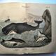 Large antique engraving, 1886 - Whale, sperm whale and seal. Lithograph