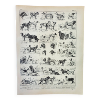 Gravure ancienne 1898, Race de chien, berger • Lithographie, Planche originale