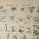 Gravure ancienne 1922, Type de fleur, botanique, calice, corolle • Lithographie, Planche originale
