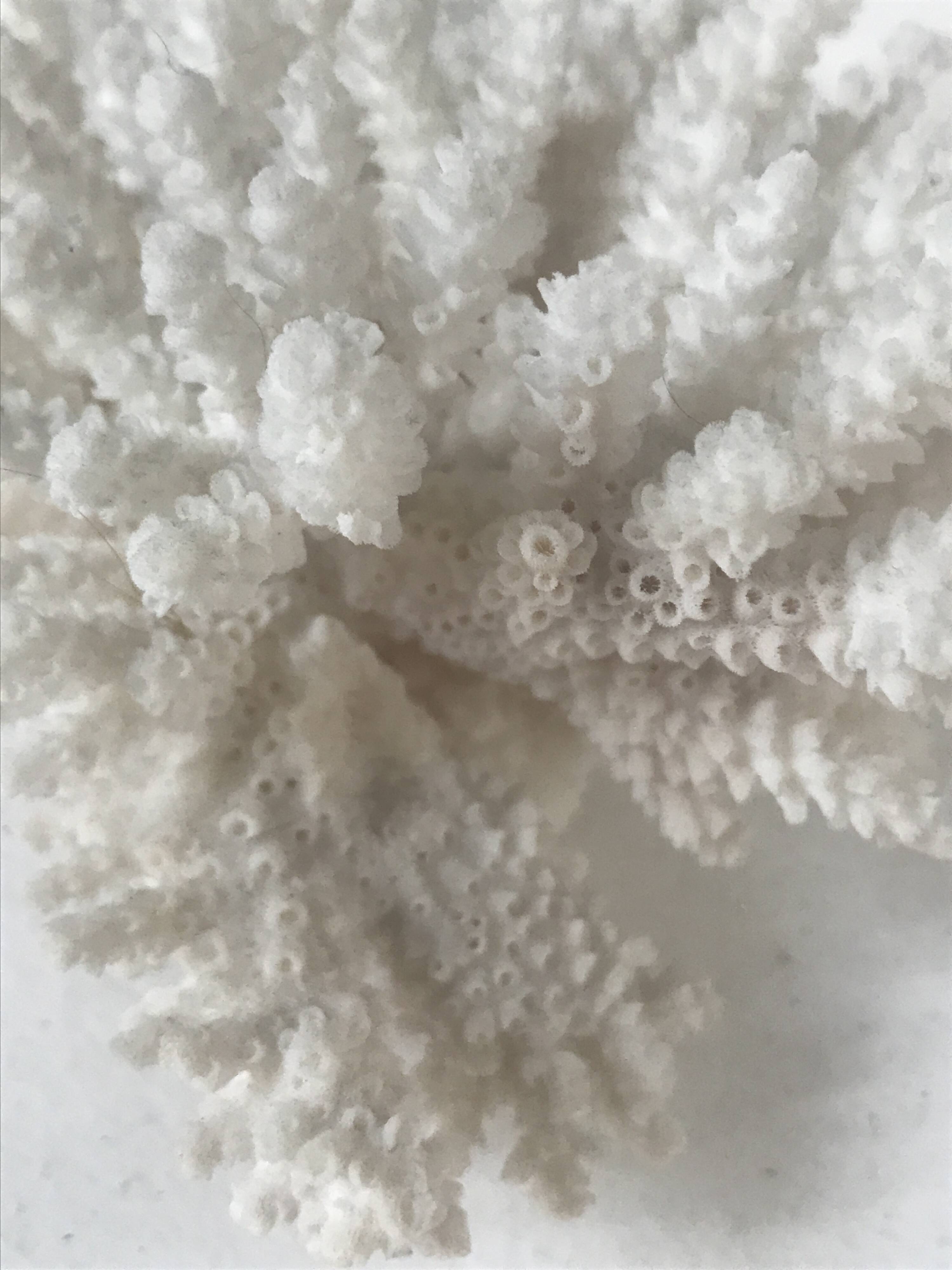 Petit bouquet de Corail blanc