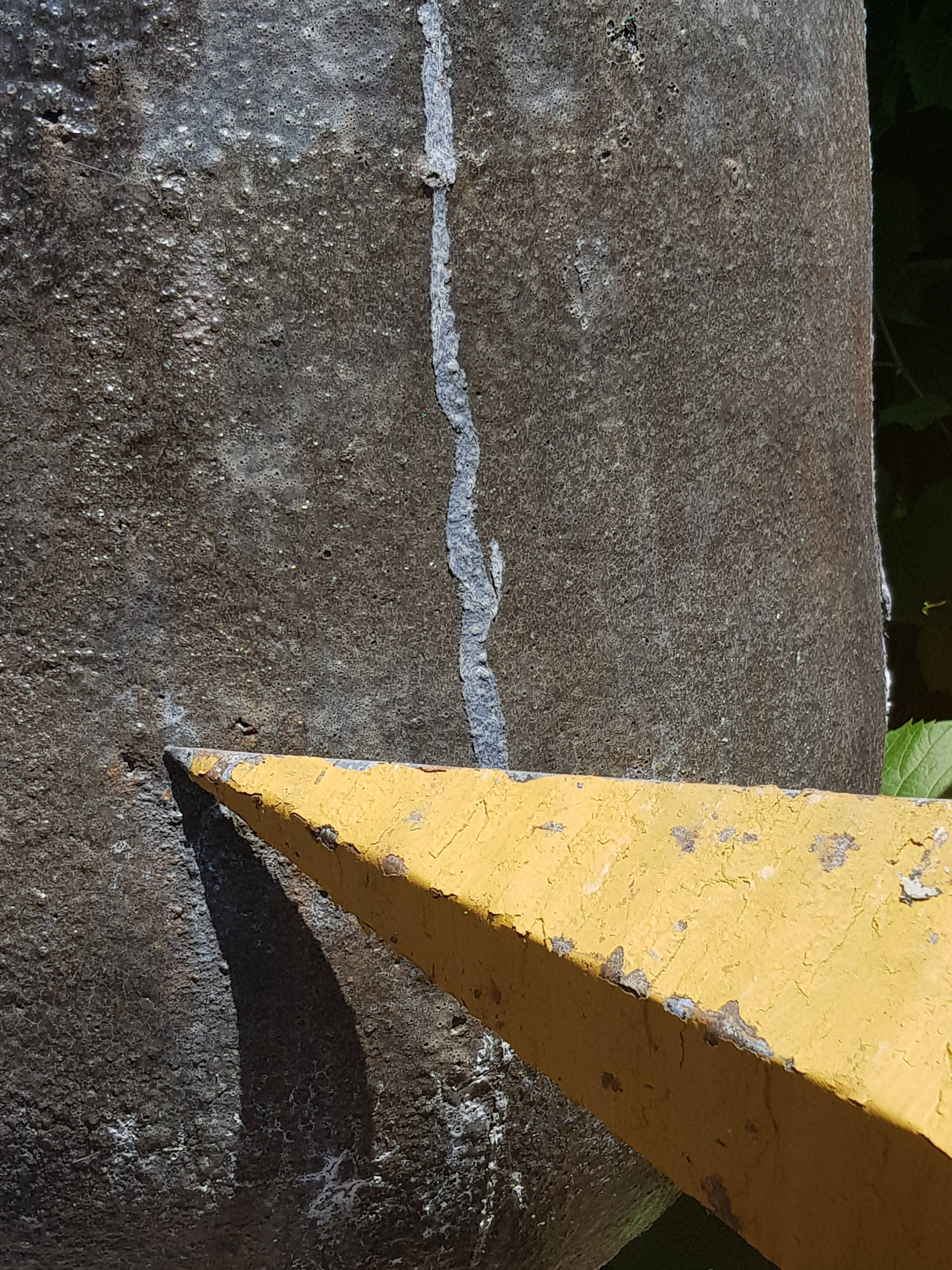 Amish star mustard 60 cm