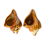 Vintage shell ashtrays