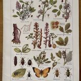 Lithograph on alfalfa from 1921