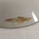 Ceramic plates signed Creil Montereau