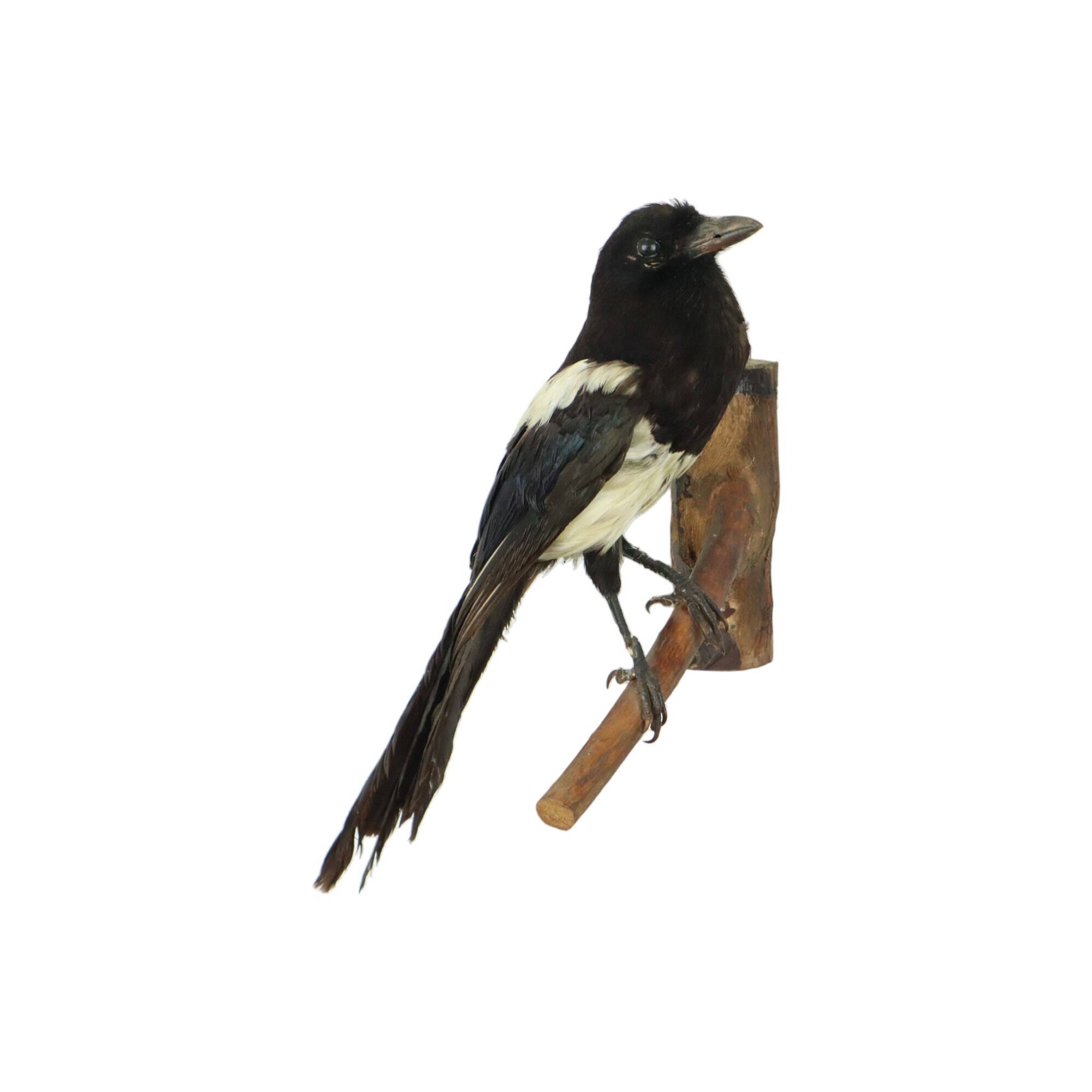 Taxidermy old stuffed bird magpie on branch wall decoration 40cm