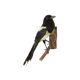Taxidermy old stuffed bird magpie on branch wall decoration 40cm