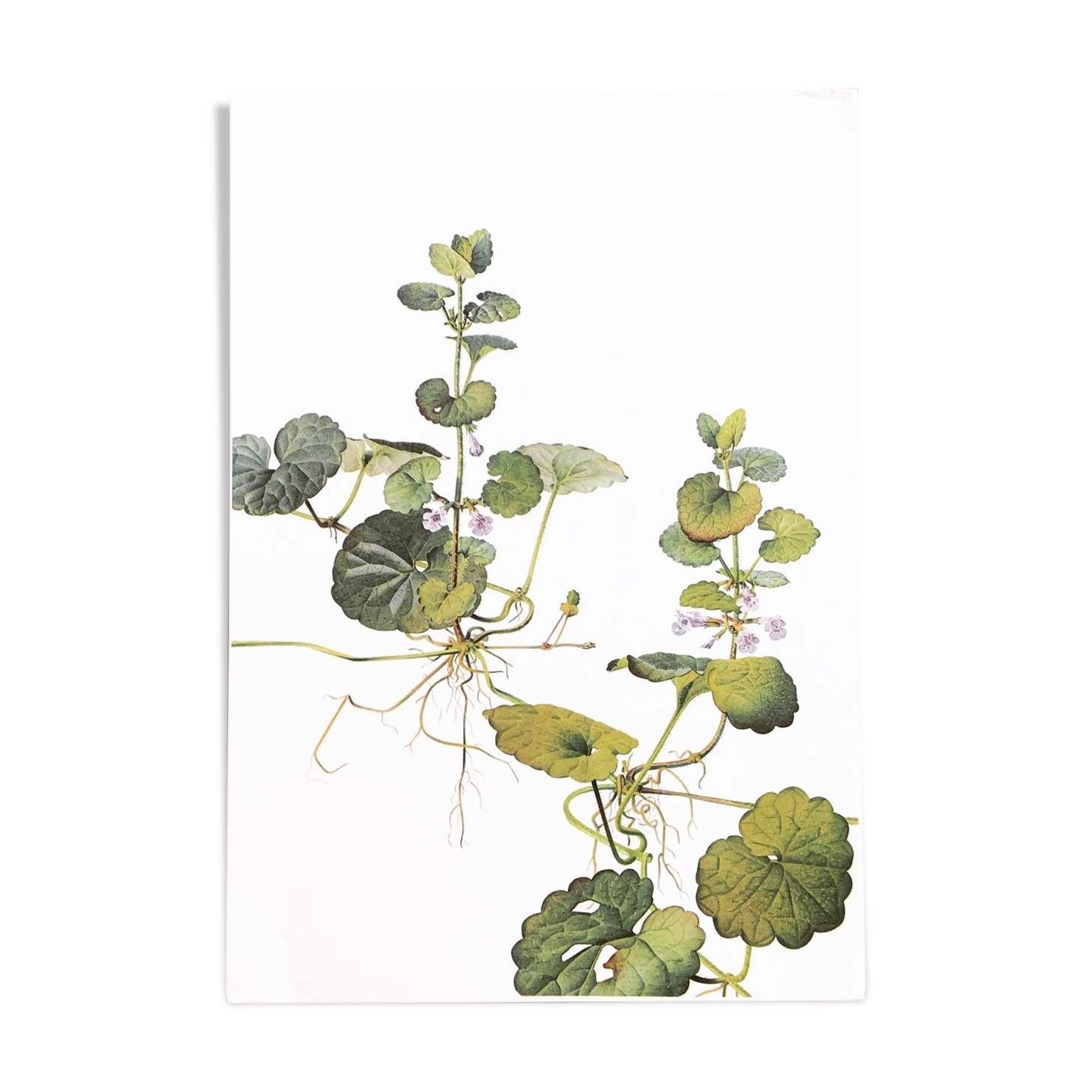 Botanical plate 1976