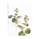 Botanical plate 1976