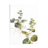 Botanical plate 1976