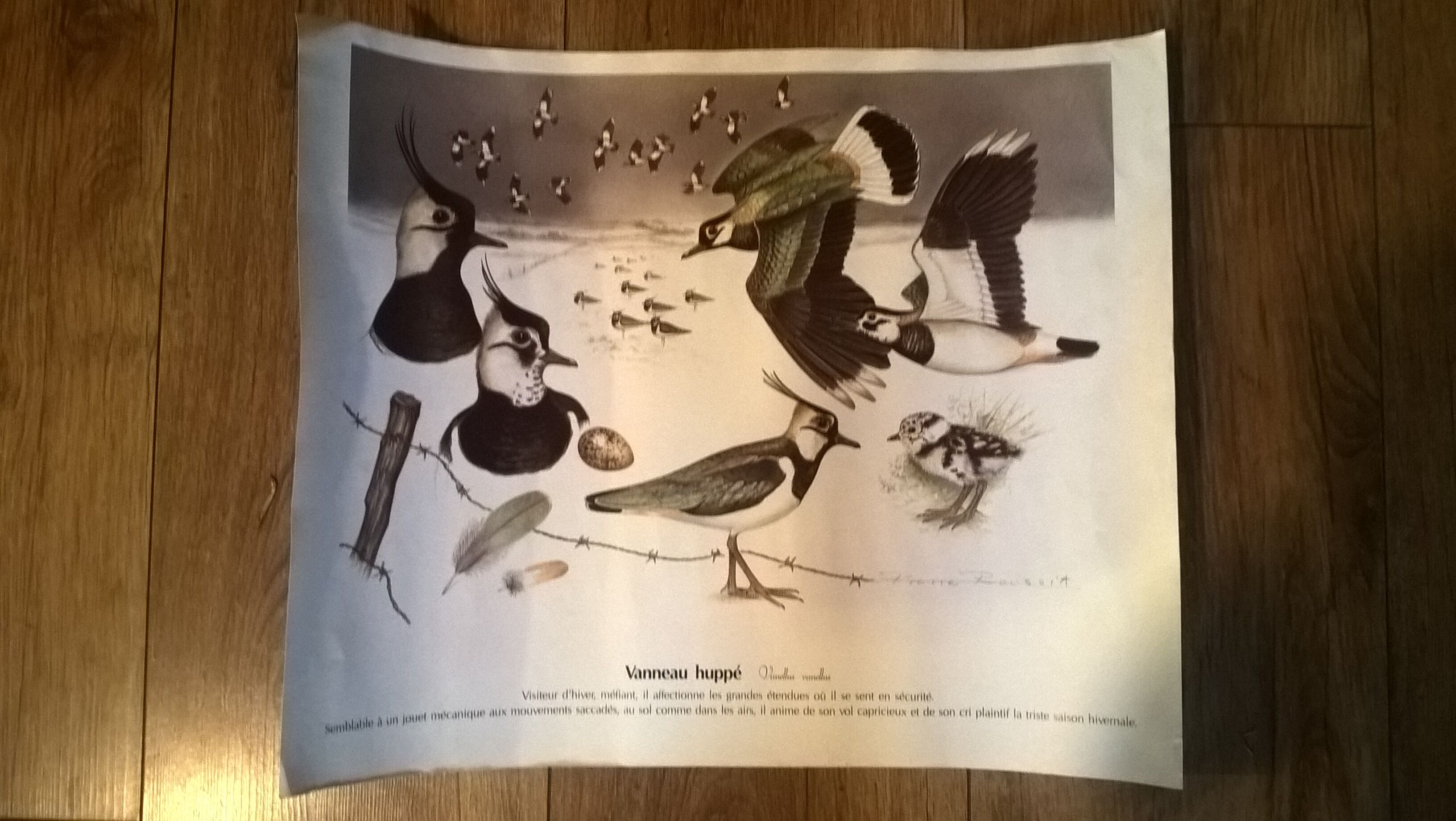 Ornithological board Vanneau Huppé