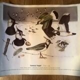 Ornithological board Vanneau Huppé