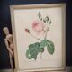 Lithograph Rose Leaves Lettuce