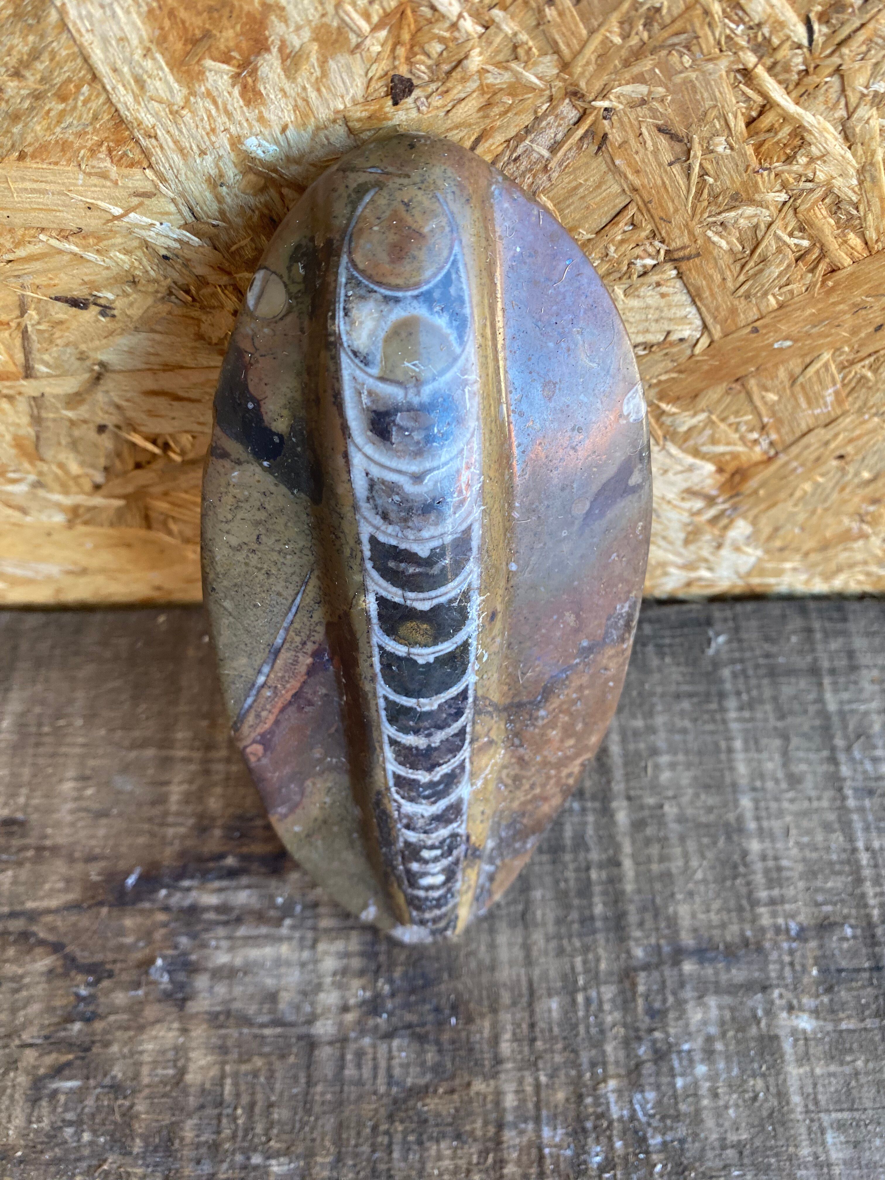 Ancient Fossil Orthoceras Polished Paperweight Vintage #D985