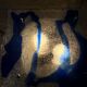 Pair of Murano wall lamps