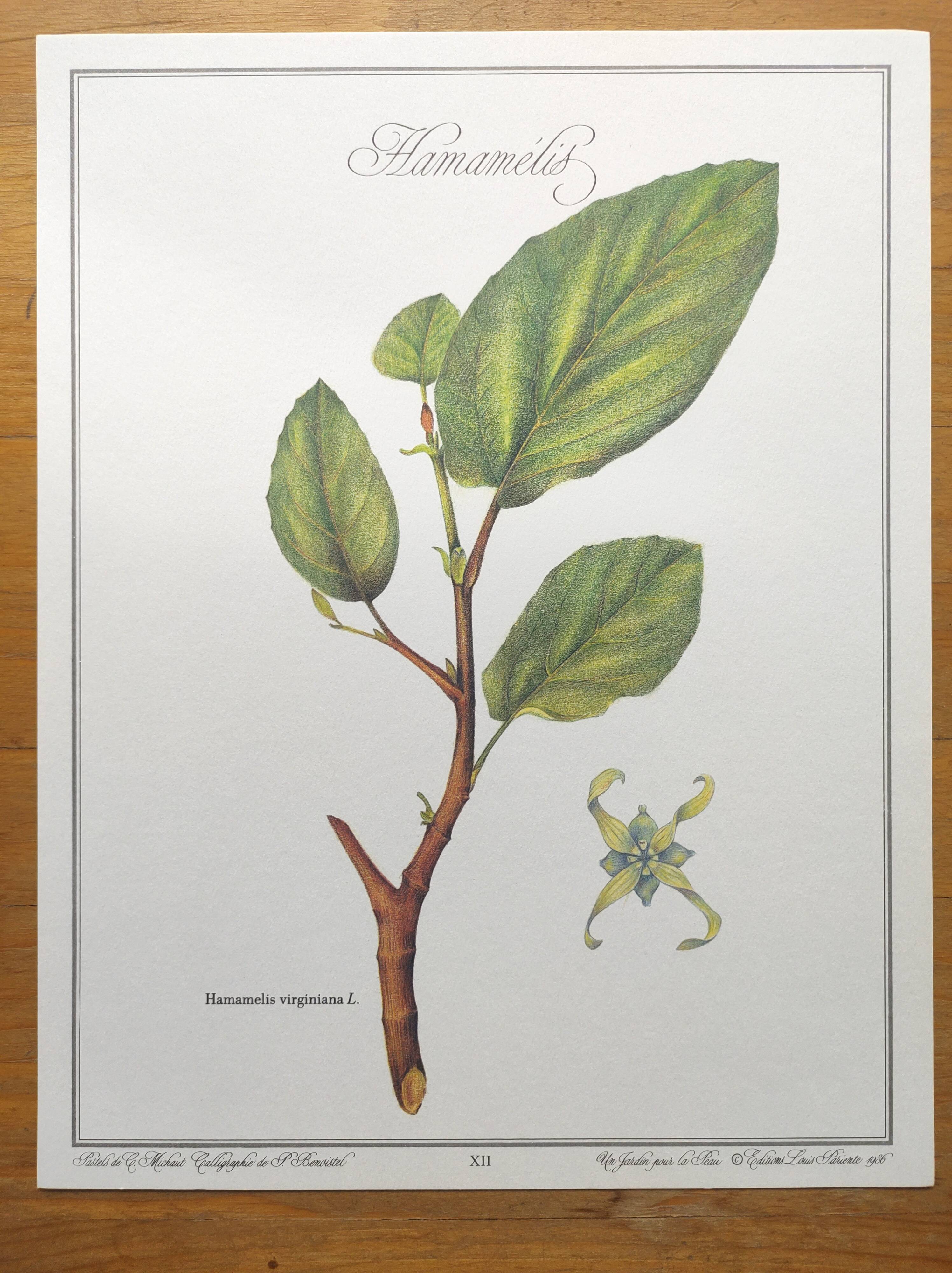 Botanical illustration - Witch hazel - Engraving of medicinal plants. Pastels by C. Michaut