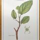 Botanical illustration - Witch hazel - Engraving of medicinal plants. Pastels by C. Michaut