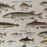 Lithographie sur les poissons d'eau douce de 1921