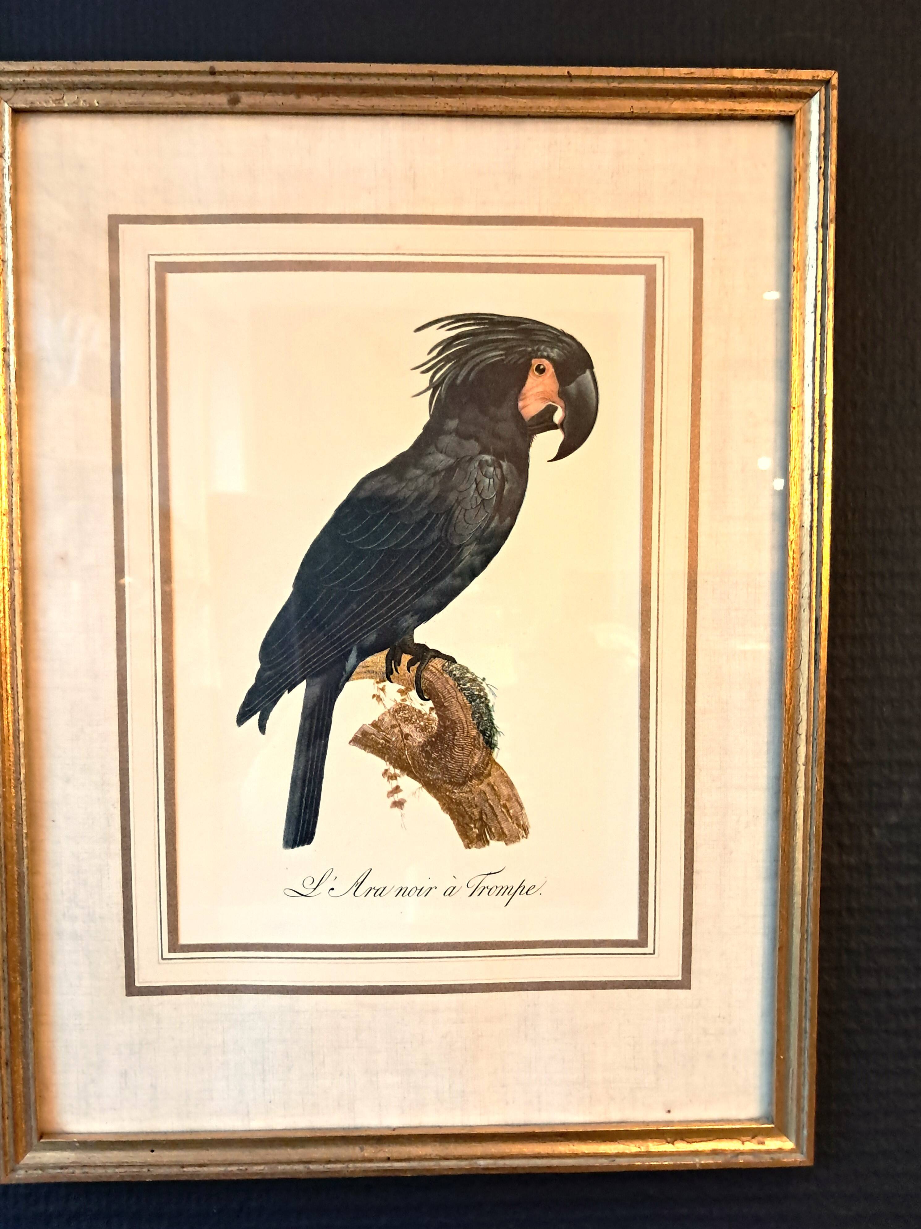 Three Impressions of Tropical Birds by Barraband