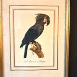 Three Tropical Bird Prints by Barraband
