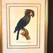 Trois Impressions D’oiseaux Tropicaux Par Barraband