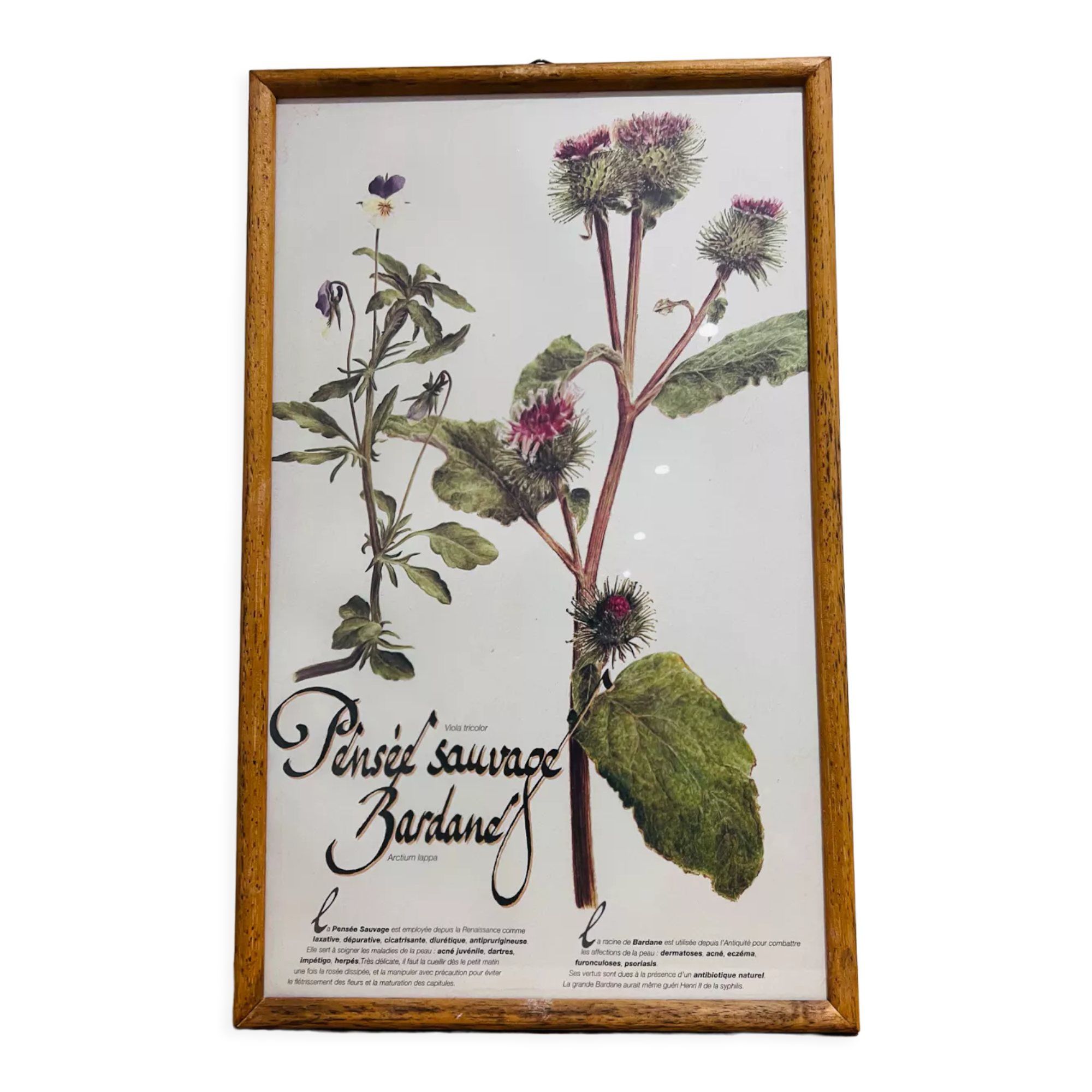 Frame pharmacy herbarium wild thought and burdock