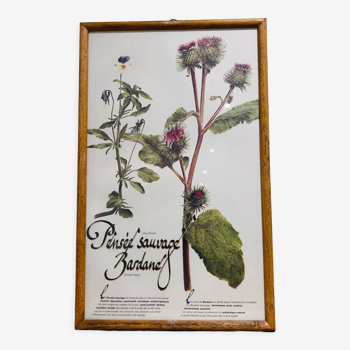 Frame pharmacy herbarium wild thought and burdock