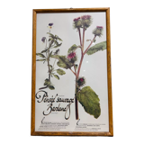 Frame pharmacy herbarium wild thought and burdock