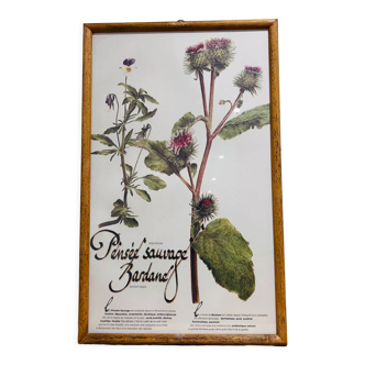 Cadre herbier de pharmacie pensée sauvage et bardane
