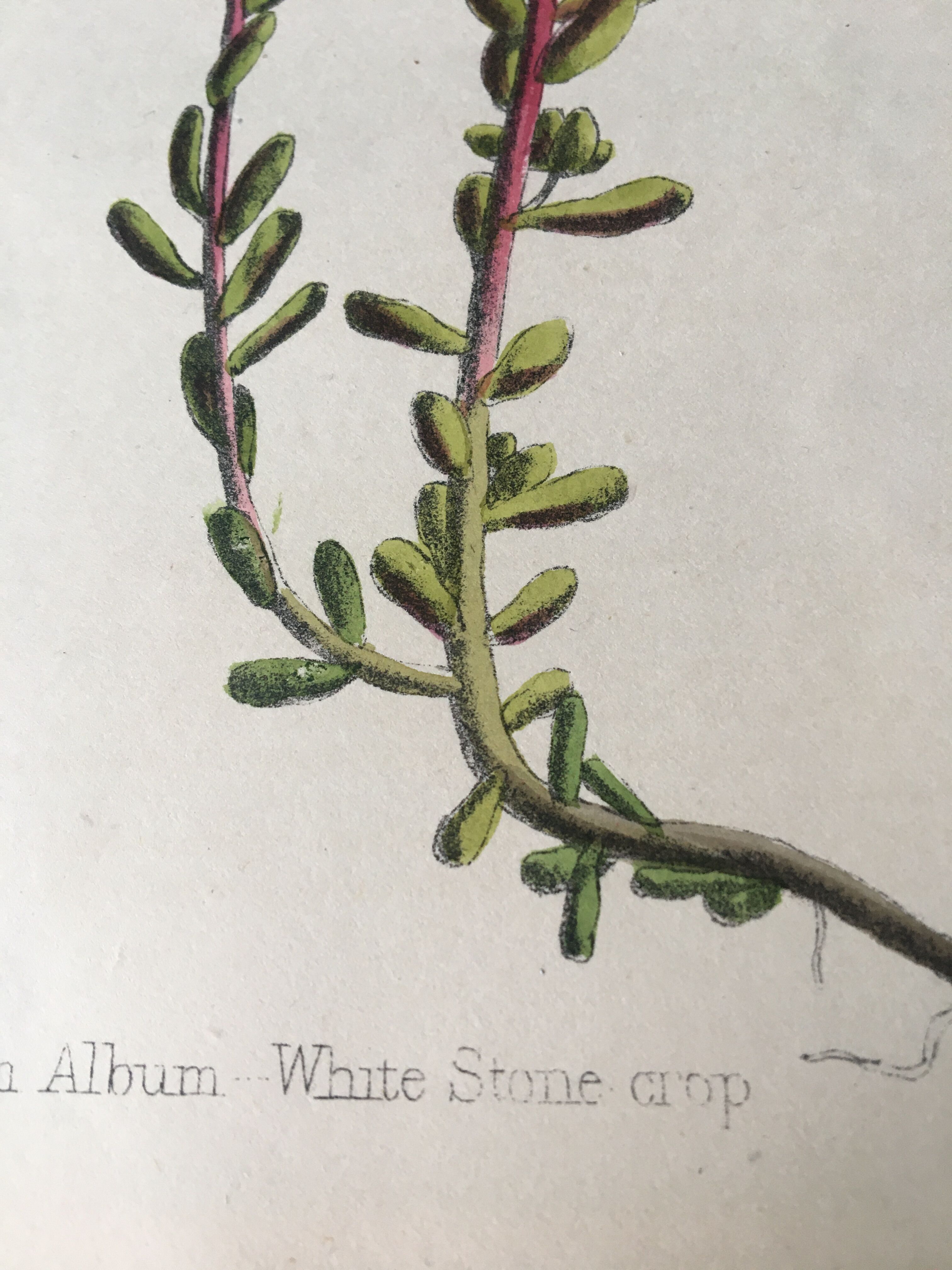 R.Hogg Botanical Boards, 1878