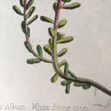 R.Hogg Botanical Boards, 1878