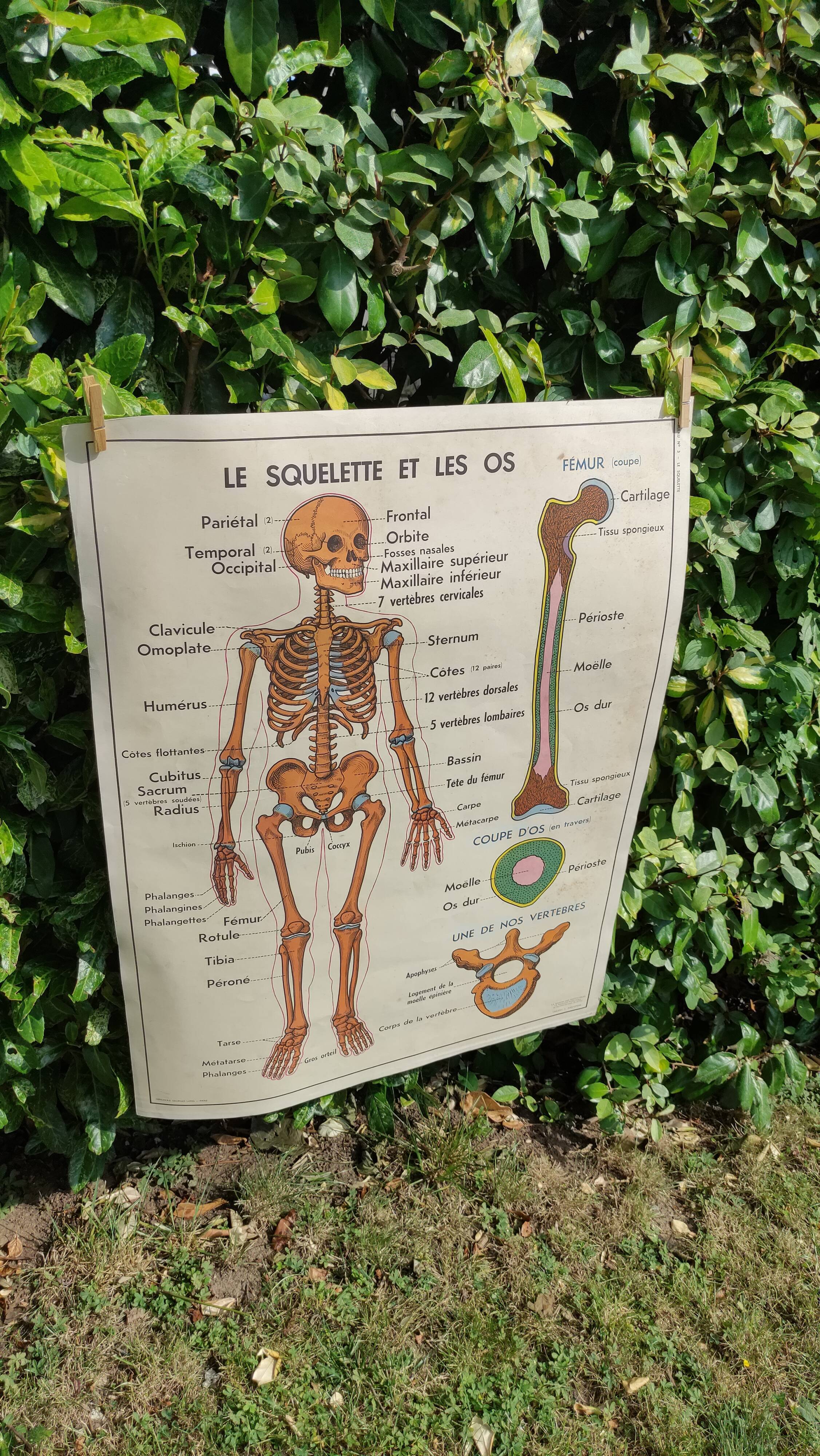Educational poster on the skeleton and joints