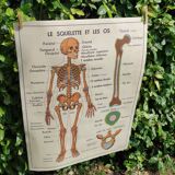 Educational poster on the skeleton and joints